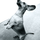 Illustration for article titled Shooting Challenge Pets Gallery 5